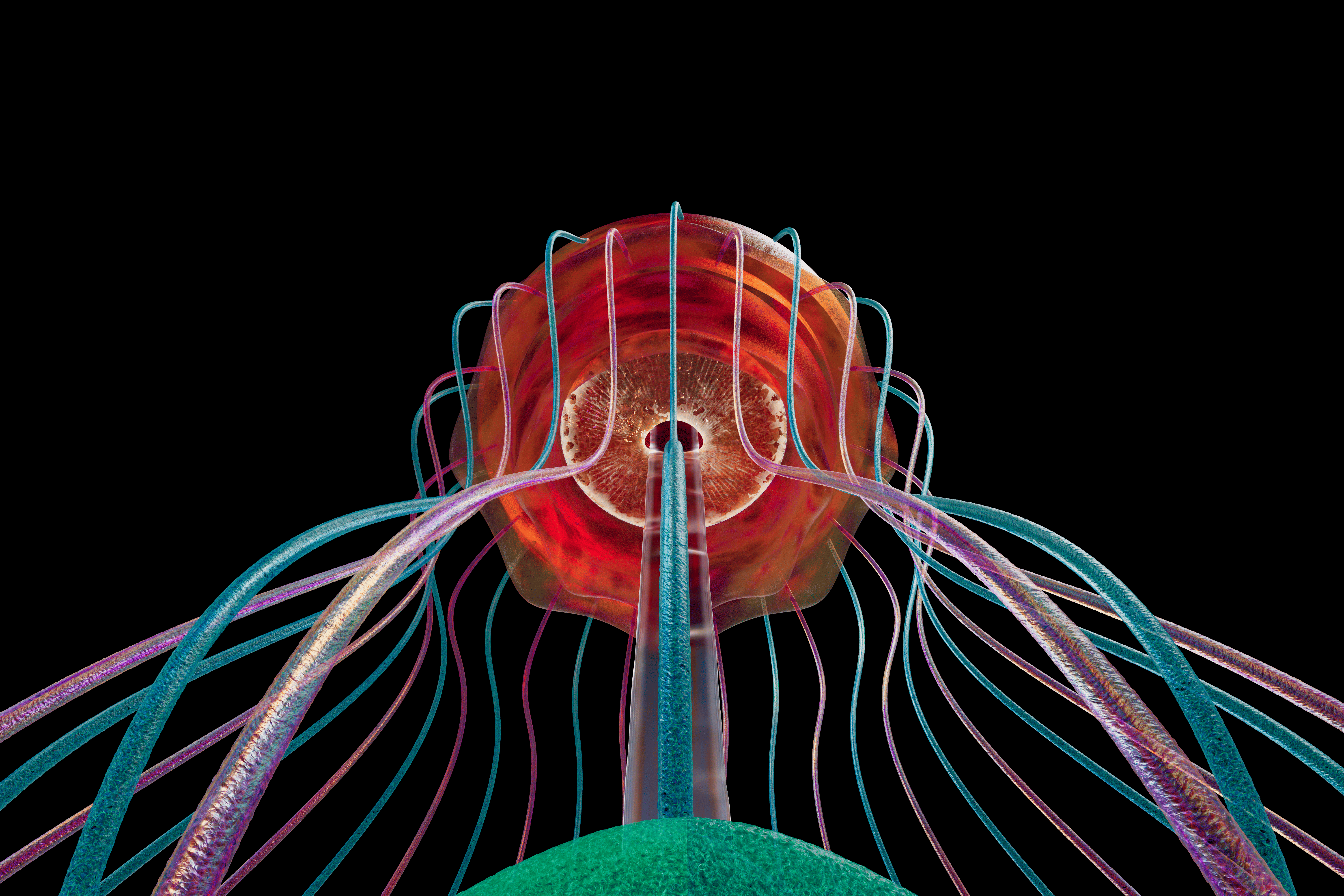 Corpus Callosum — beauty B