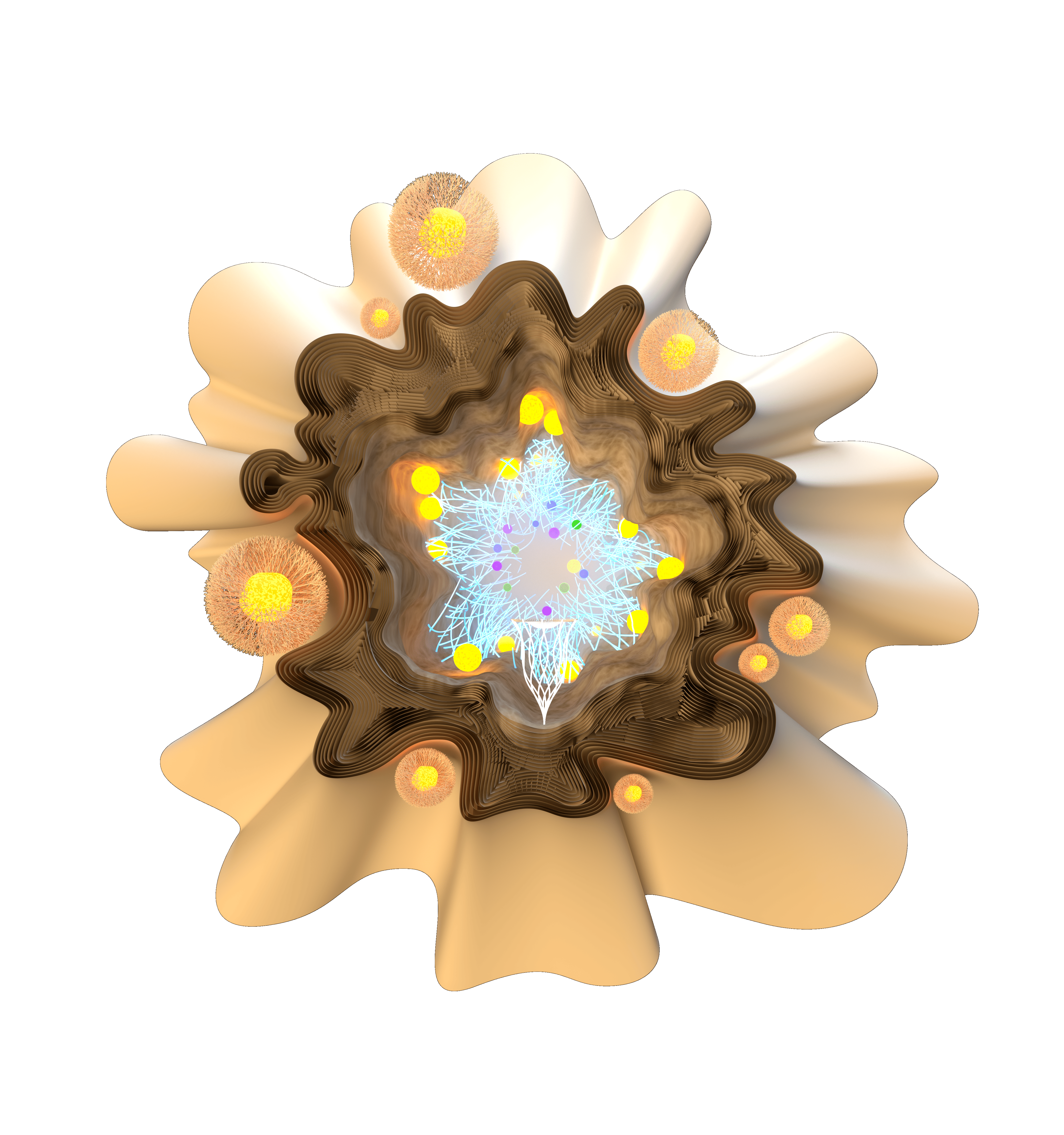 Amygdala — exterior view